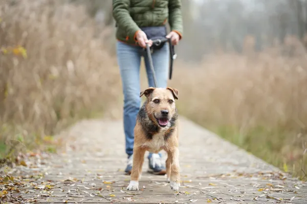 Pies do adopcji, Sosnowiec, 15 października 2025 (1/5)