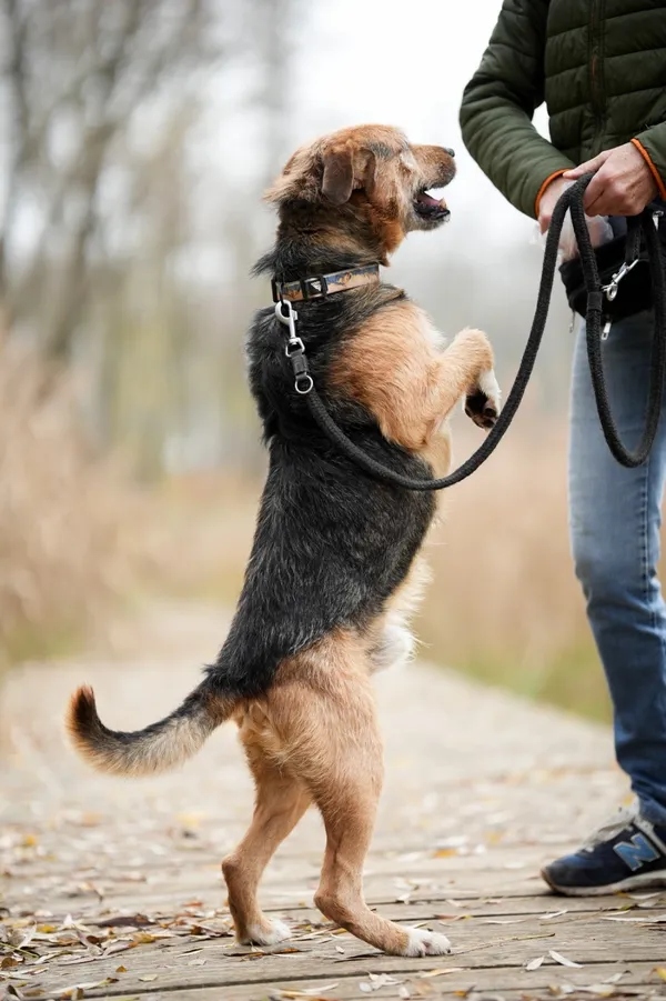 Pies do adopcji, Sosnowiec, 15 października 2025 (3/5)