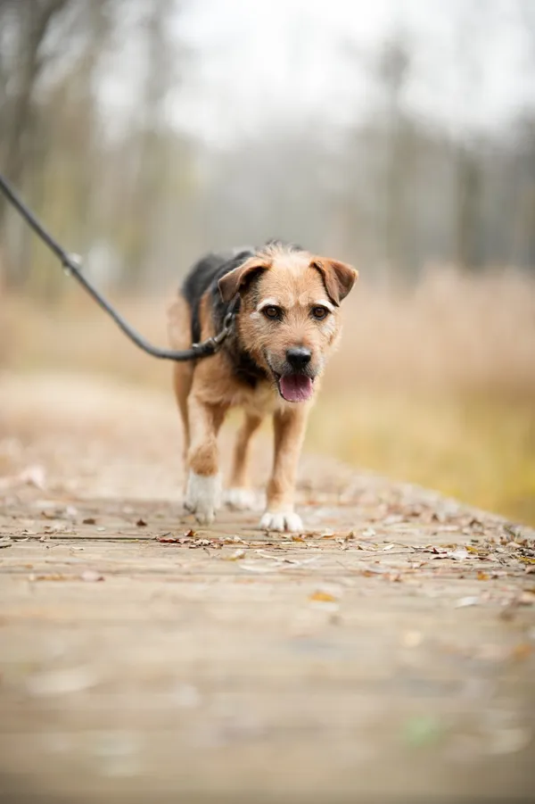 Pies do adopcji, Sosnowiec, 15 października 2025 (5/5)