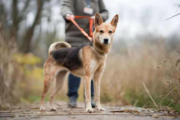 Pies do adopcji, Sosnowiec, 19 października 2025 (3/5)
