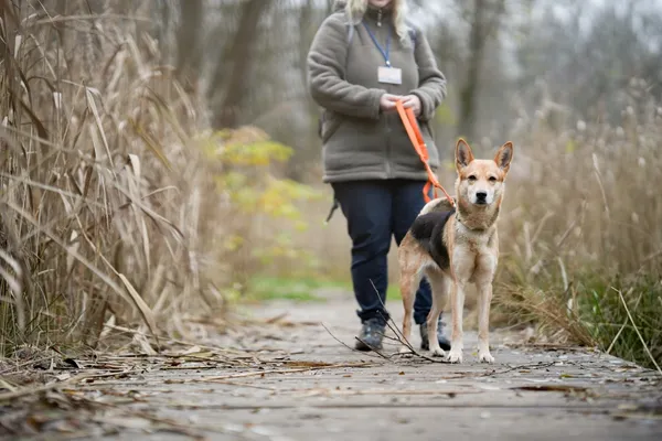 Pies do adopcji, Sosnowiec, 19 października 2025 (1/5)
