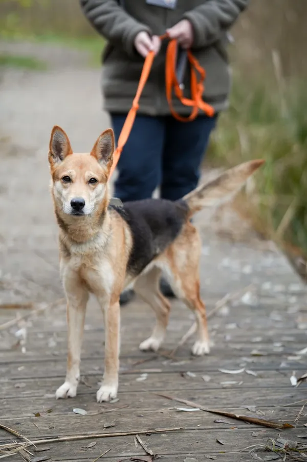 Pies do adopcji, Sosnowiec, 19 października 2025 (4/5)