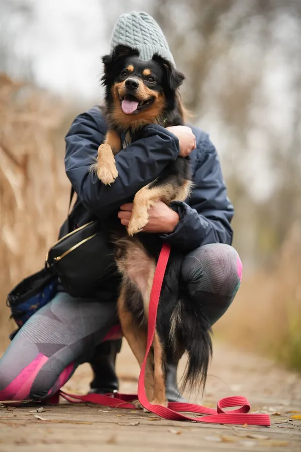 Pies do adopcji, Sosnowiec, 31 października 2025 (3/5)