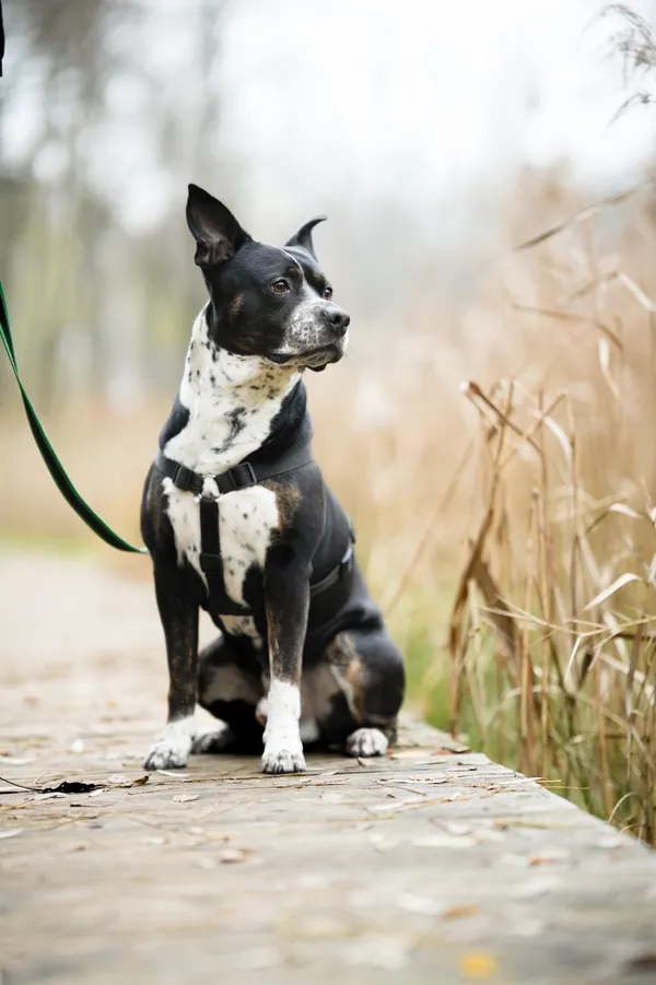 Pies do adopcji, Sosnowiec, 20 października 2025 (3/5)