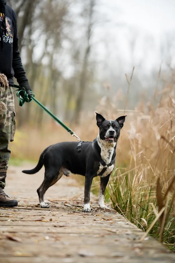 Pies do adopcji, Sosnowiec, 20 października 2025 (5/5)