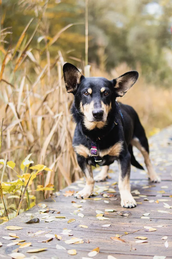 Pies do adopcji, Sosnowiec, 15 września 2025 (1/5)