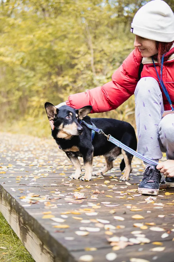 Pies do adopcji, Sosnowiec, 15 września 2025 (3/5)