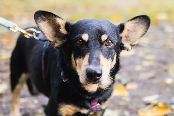 Pies do adopcji, Sosnowiec, 15 września 2025 (5/5)