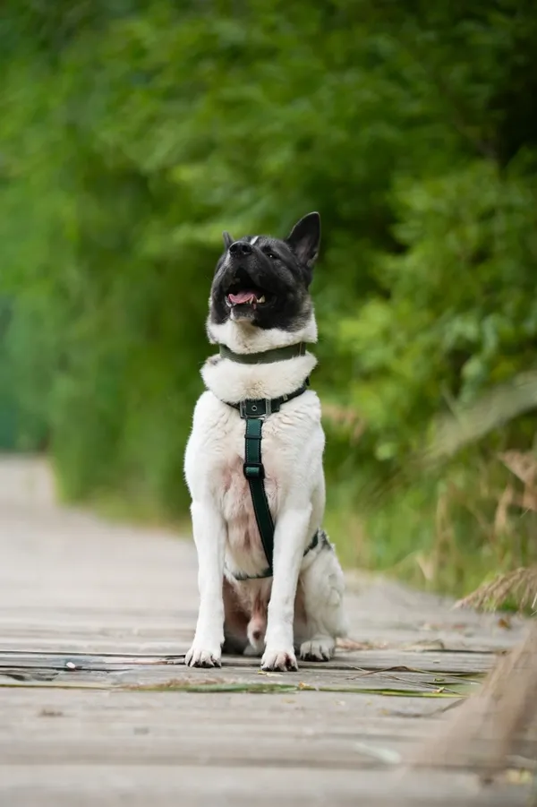 Pies do adopcji, Sosnowiec, 25 września 2025 (2/5)