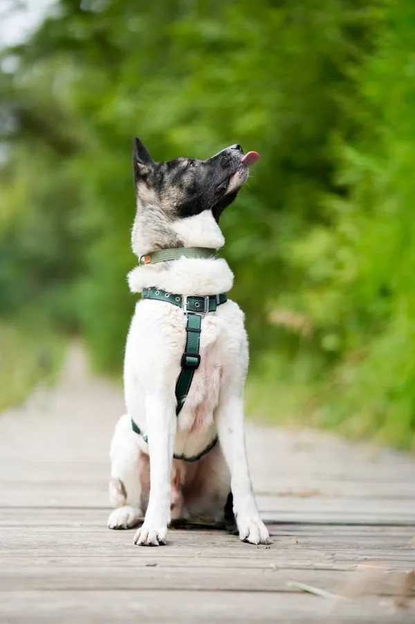 Pies do adopcji, Sosnowiec, 25 września 2025 (3/5)