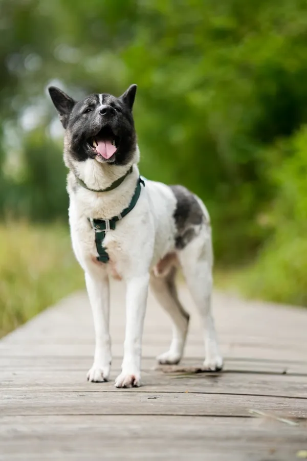 Pies do adopcji, Sosnowiec, 25 września 2025 (4/5)