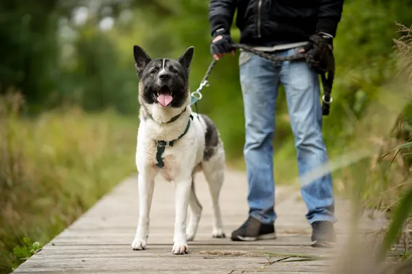 Pies do adopcji, Sosnowiec, 25 września 2025 (5/5)