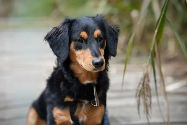 Pies do adopcji, Sosnowiec, 10 września 2025 (4/4)