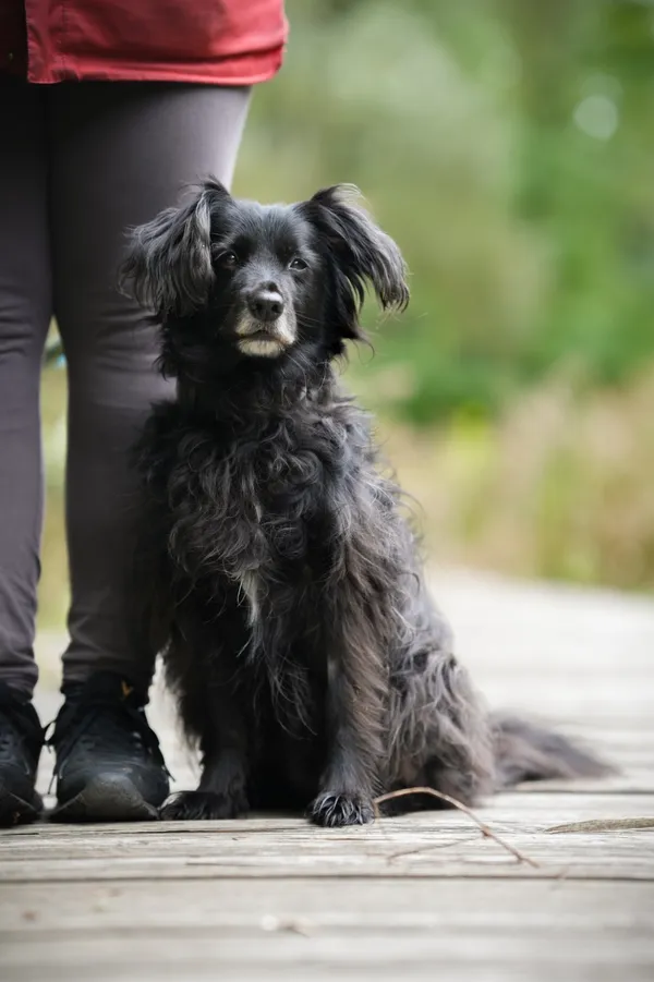 Pies do adopcji, Sosnowiec, 23 września 2025 (1/5)