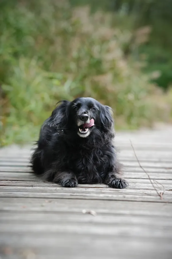 Pies do adopcji, Sosnowiec, 23 września 2025 (2/5)