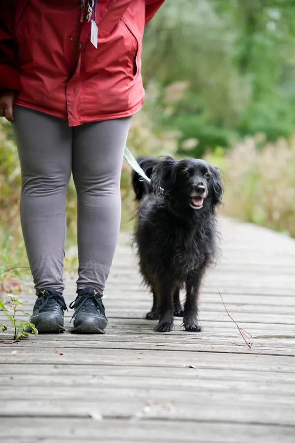 Pies do adopcji, Sosnowiec, 23 września 2025 (3/5)