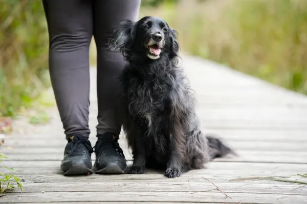 Pies do adopcji, Sosnowiec, 23 września 2025 (4/5)