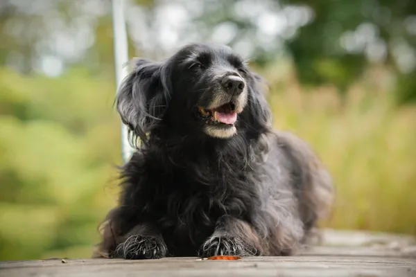 Pies do adopcji, Sosnowiec, 23 września 2025 (5/5)