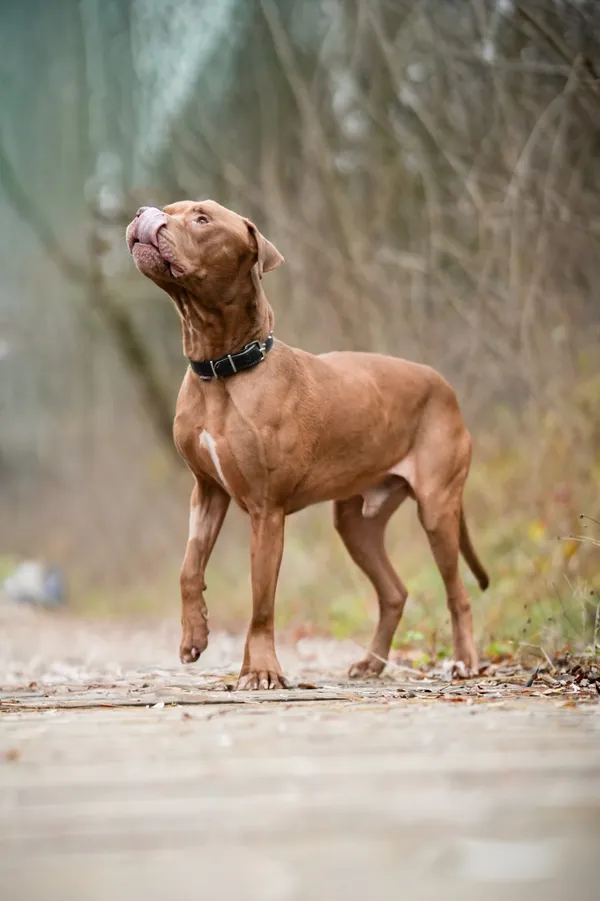 Pies do adopcji, Sosnowiec, 1 października 2025 (2/5)