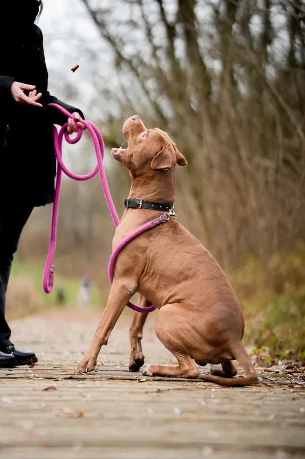Pies do adopcji, Sosnowiec, 1 października 2025 (5/5)