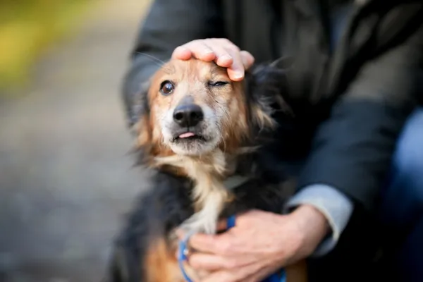 Pies do adopcji, Sosnowiec, 24 września 2025 (1/5)