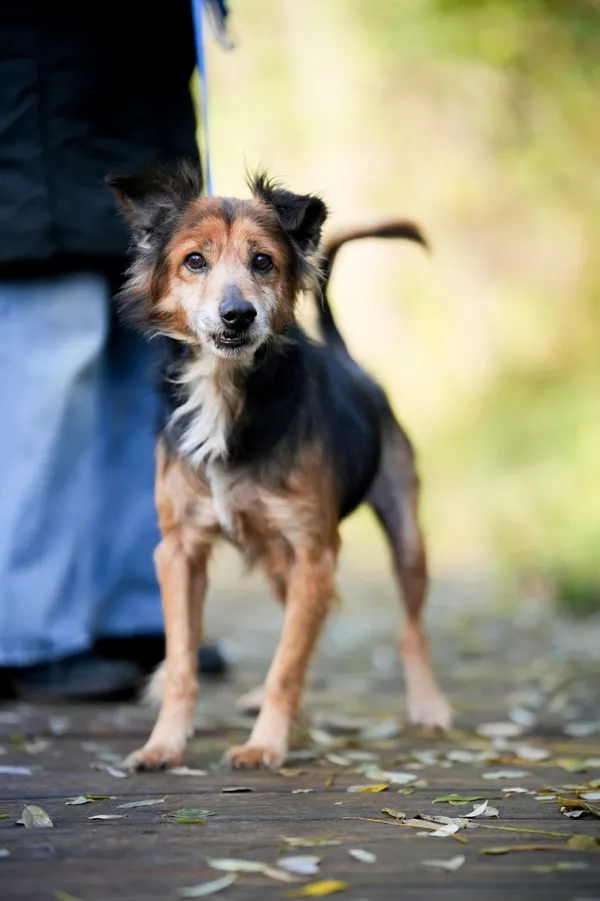 Pies do adopcji, Sosnowiec, 24 września 2025 (2/5)