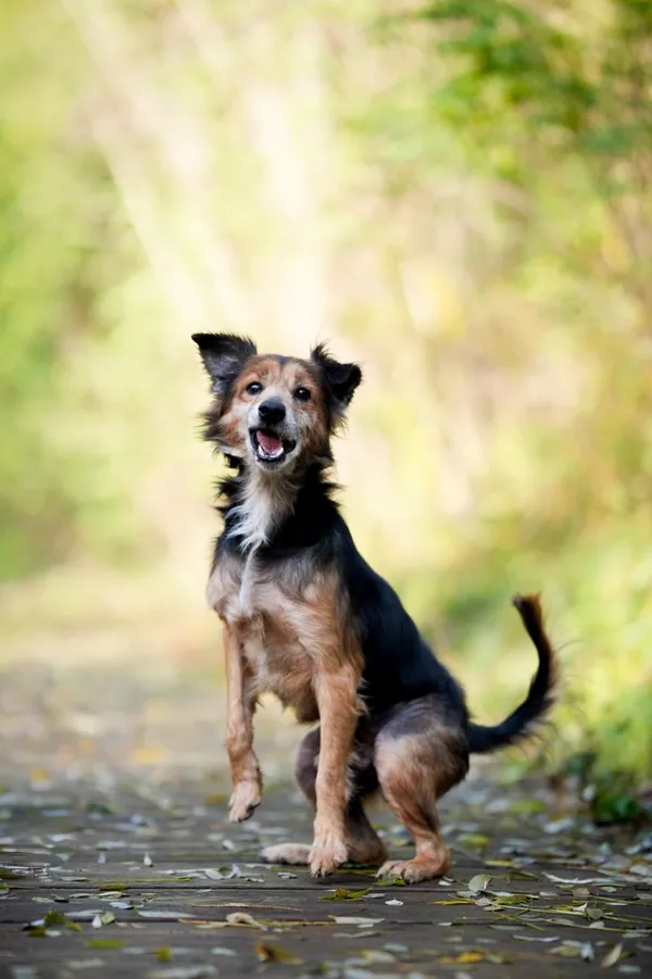 Pies do adopcji, Sosnowiec, 24 września 2025 (3/5)