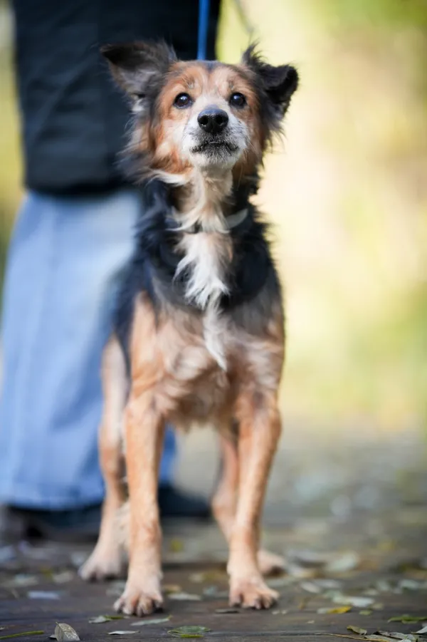 Pies do adopcji, Sosnowiec, 24 września 2025 (5/5)