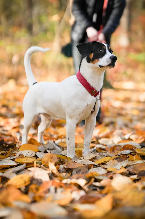 Pies do adopcji, Sosnowiec, 14 października 2025 (1/5)