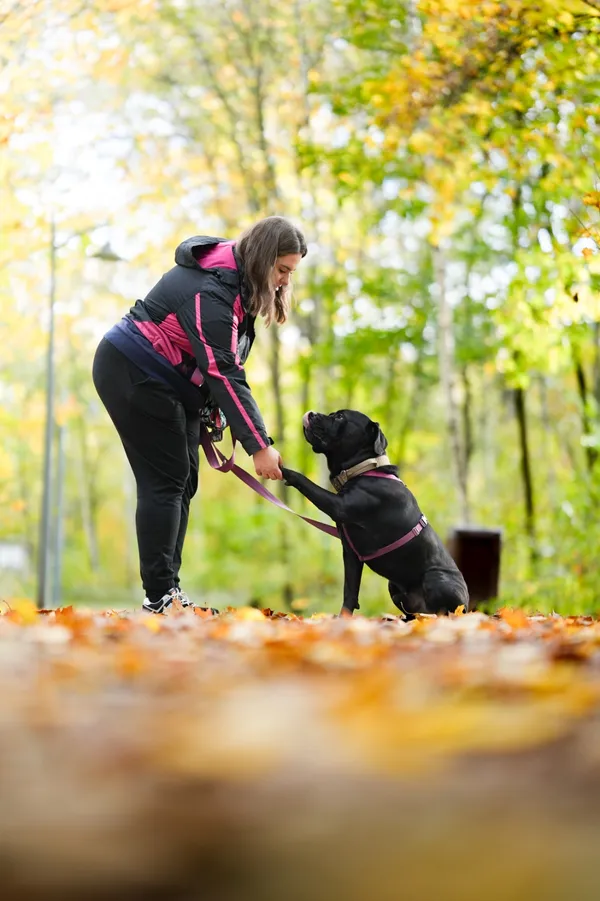 Pies do adopcji, Sosnowiec, 17 września 2025 (3/5)