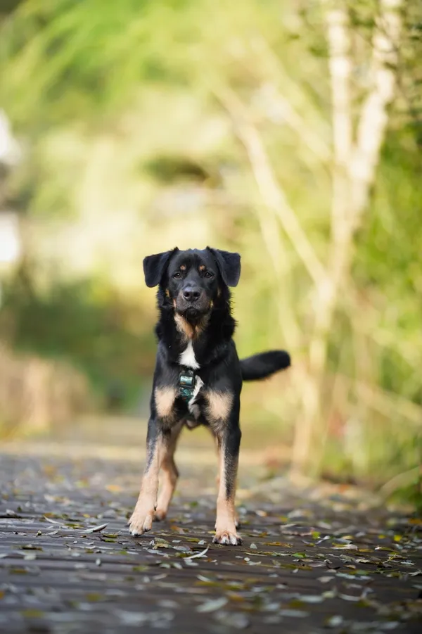 Pies do adopcji, Sosnowiec, 17 września 2025 (2/5)