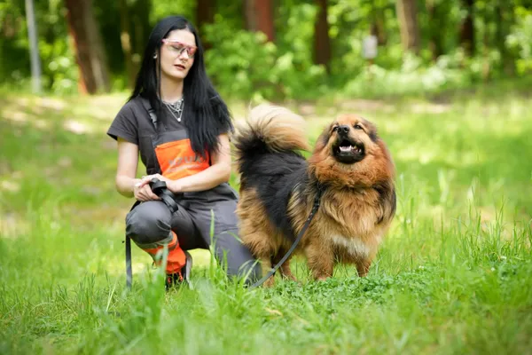Pies do adopcji, Sosnowiec, 21 października 2025 (1/5)