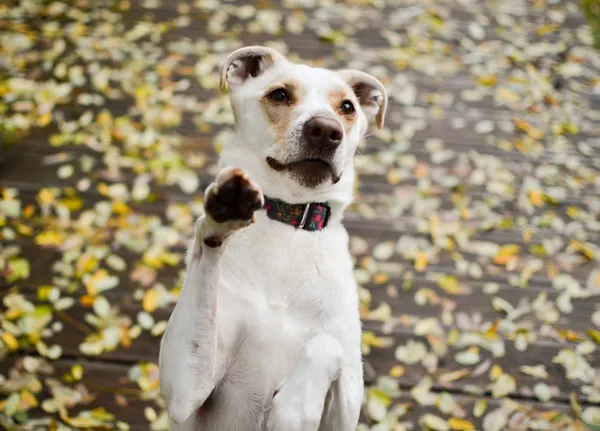 Pies do adopcji, Sosnowiec, 9 października 2025 (5/5)