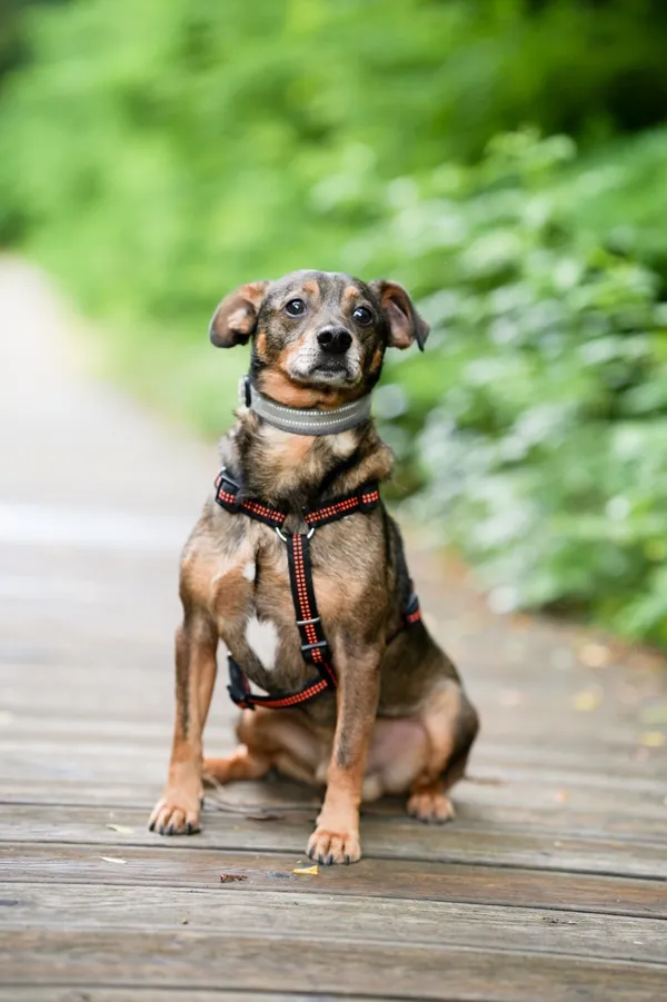 Pies do adopcji, Sosnowiec, 28 września 2025 (1/5)