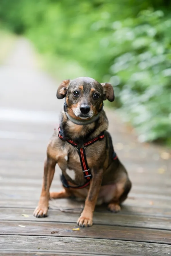 Pies do adopcji, Sosnowiec, 28 września 2025 (5/5)