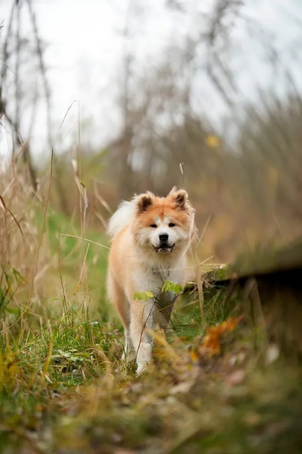 Pies do adopcji, Sosnowiec, 8 października 2025 (3/5)