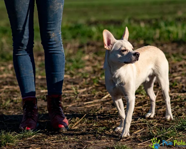 Pies do adopcji, Racławice, 14 listopada 2025 (4/5)