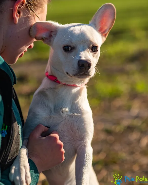Pies do adopcji, Racławice, 14 listopada 2025 (5/5)