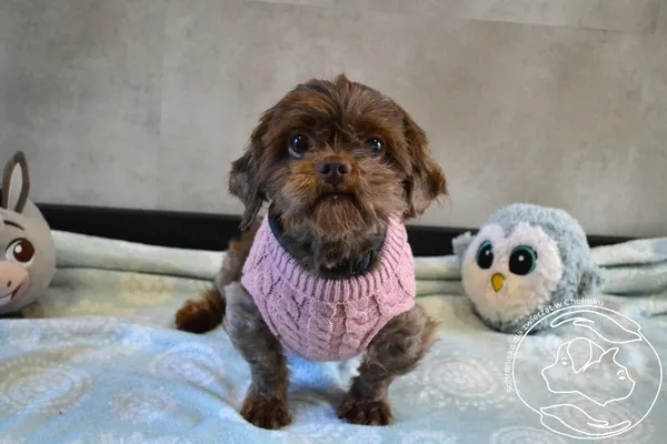 Pies do adopcji, Chełmek, 14 października 2025