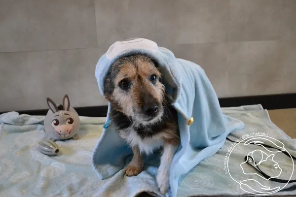 Pies do adopcji, Chełmek, 14 października 2025