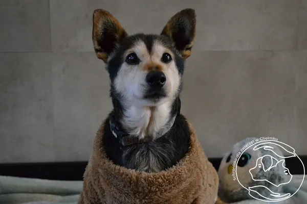 Pies do adopcji, Chełmek, 15 września 2025