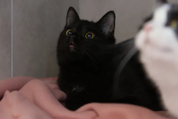 Kot do adopcji, Sosnowiec, 21 października 2025 (5/5)