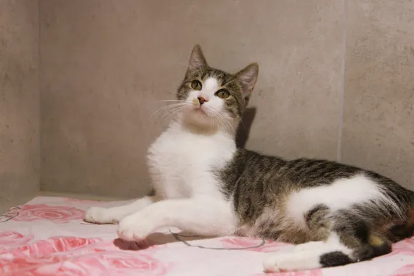 Kot do adopcji, Sosnowiec, 22 września 2025 (1/3)