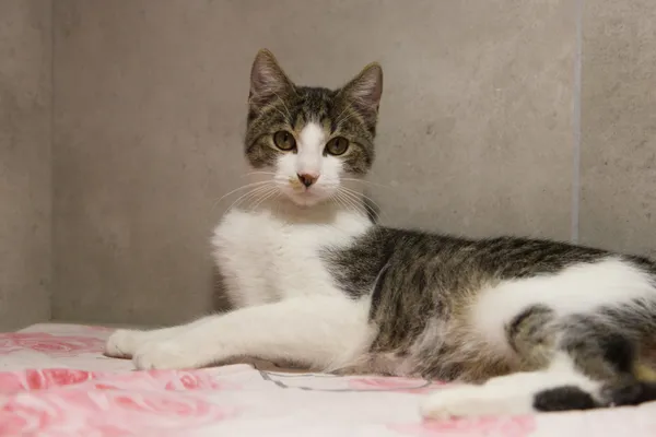 Kot do adopcji, Sosnowiec, 22 września 2025 (2/3)