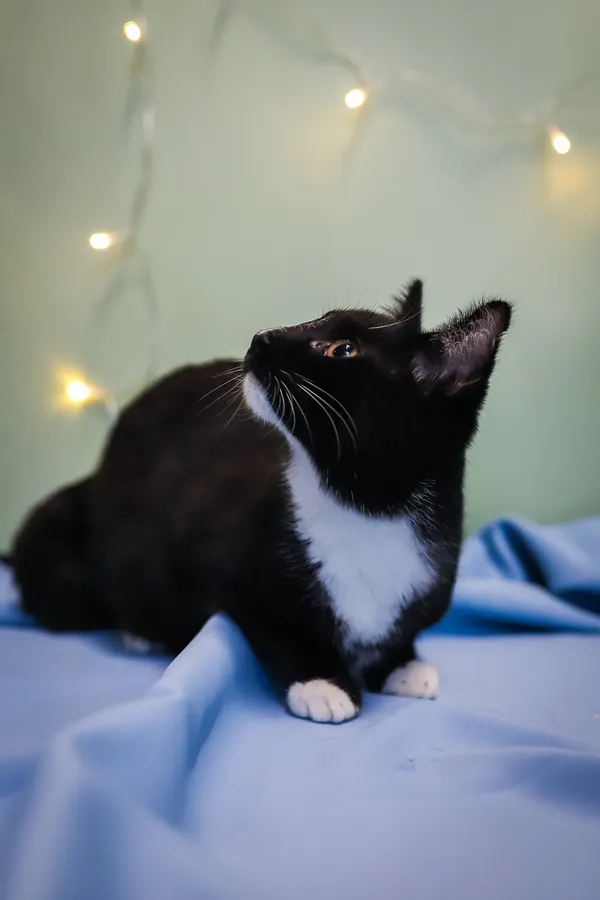 Kot do adopcji, Sosnowiec, 10 października 2025 (2/5)