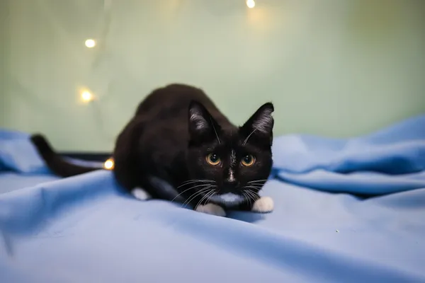 Kot do adopcji, Sosnowiec, 10 października 2025 (3/5)