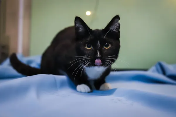 Kot do adopcji, Sosnowiec, 10 października 2025 (4/5)