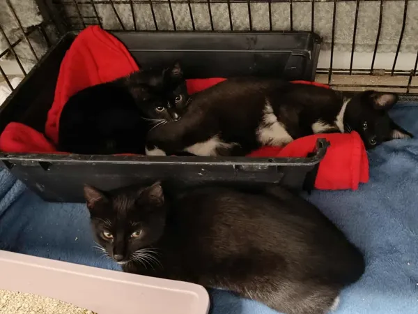 Kot do adopcji, Sosnowiec, 10 października 2025