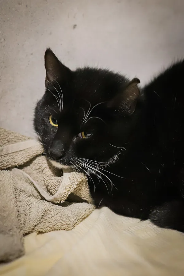 Kot do adopcji, Sosnowiec, 10 października 2025 (1/2)