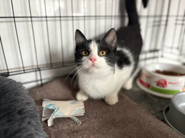 Kot do adopcji, Sosnowiec, 21 października 2025 (1/4)